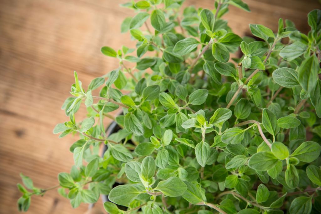 Essential oils for sore throat Young living Aromatherapy tips 2017