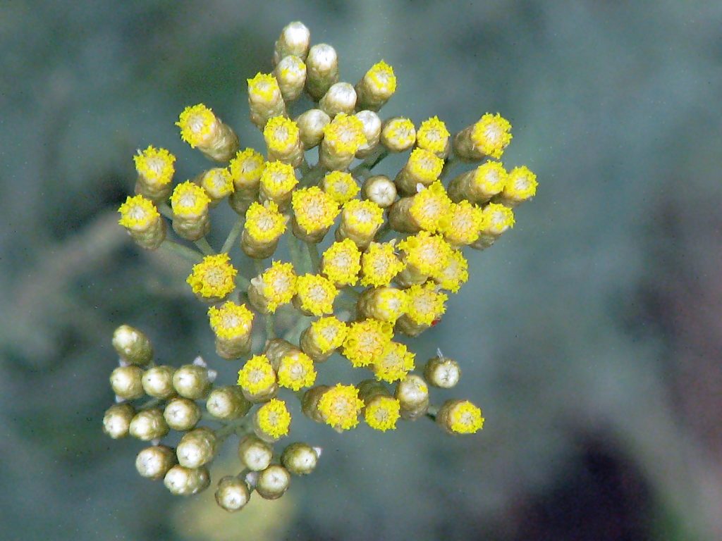 Helichrysum essential oil for varicose veins