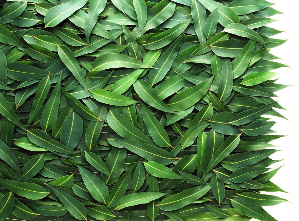 Eucalyptus essential oil for energy