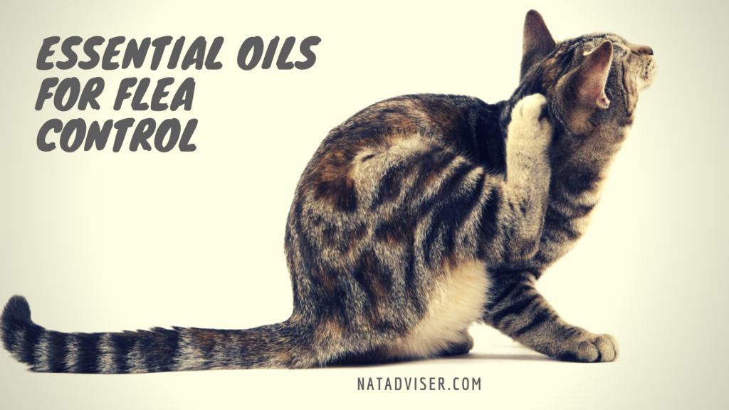 Best Essential Oils for Fleas On Cats, Dogs and in House 2017 - Essential Oils For Flea Treatment In Cats