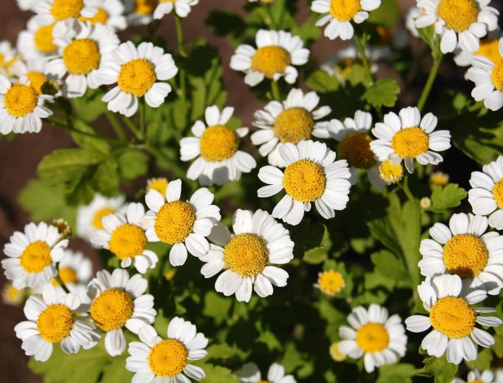 9 Best Essential Oils for Rheumatoid Arthritis Pain Relief