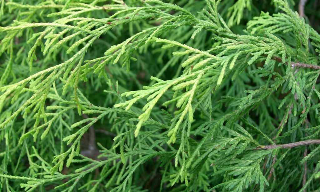 Cypress essential oil for neuropathy
