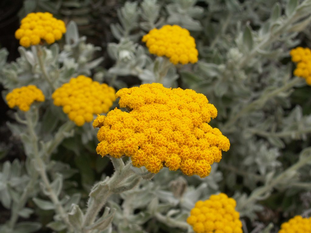 Helichrysum essential oil for hives