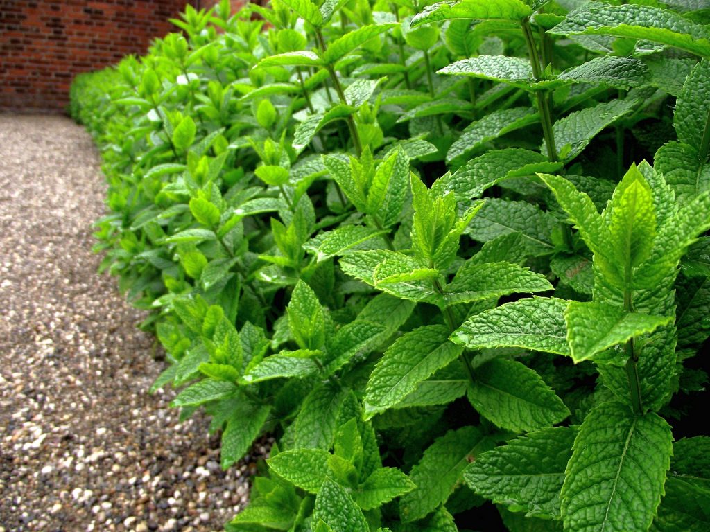 Peppermint essential oil for asthma