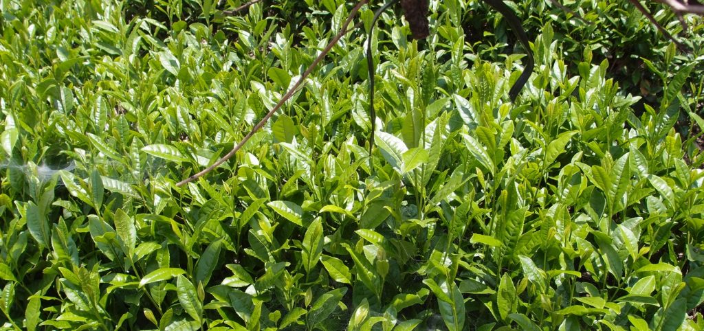 Tea tree essential oil for bronchitis