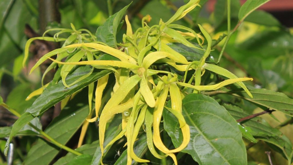 Ylang ylang essential oil for neuropathy