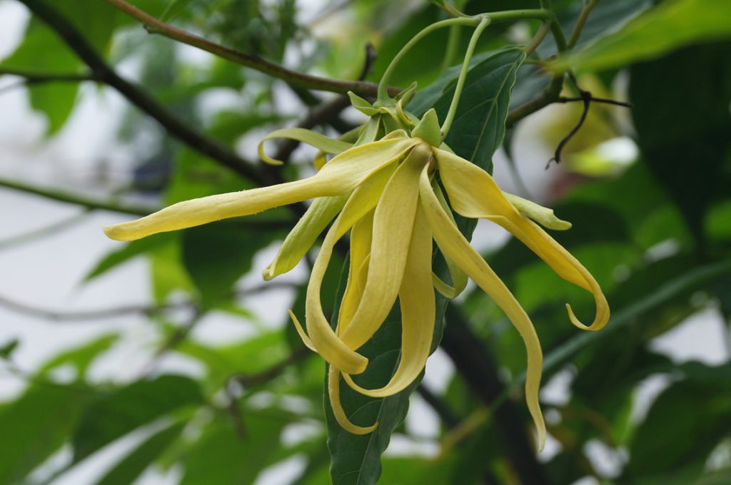Ylang ylang essential oil for High Blood Pressure