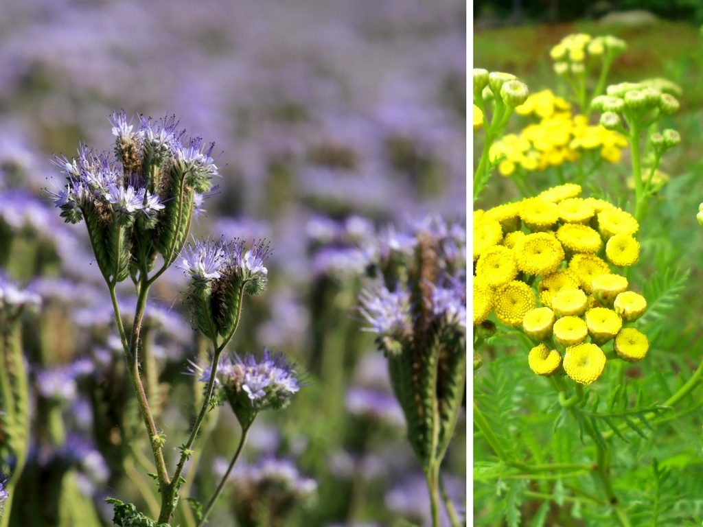 Blue Tansy Essential Oil: What You Have To Know About Tanacetum