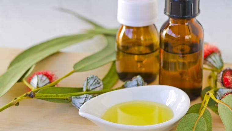 Eucalyptus essential oil for cold