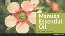 Manuka essential oil as a new phenomenon: uses and benefits