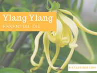 Ylang Ylang Essential Oil: The Best Oil for Medicinal, Emotional, & Beauty Purposes